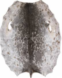 Rings�l - Natur KH - D