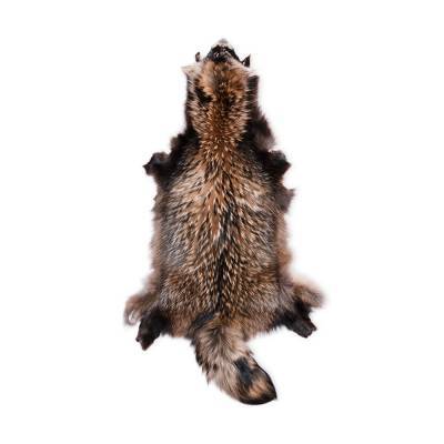 Wild Finnraccoon Skind